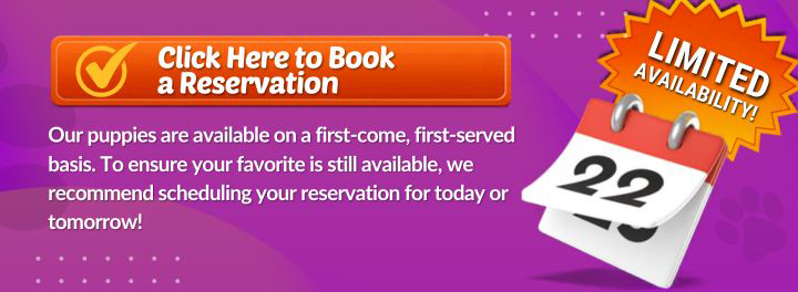 Book online appointment banner