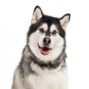 Alaskan Malamute