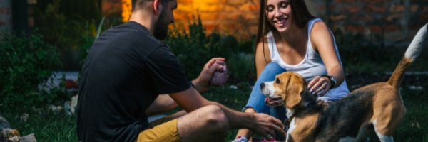 Summer Night Activities For You And Your Furry Best Friend Petland