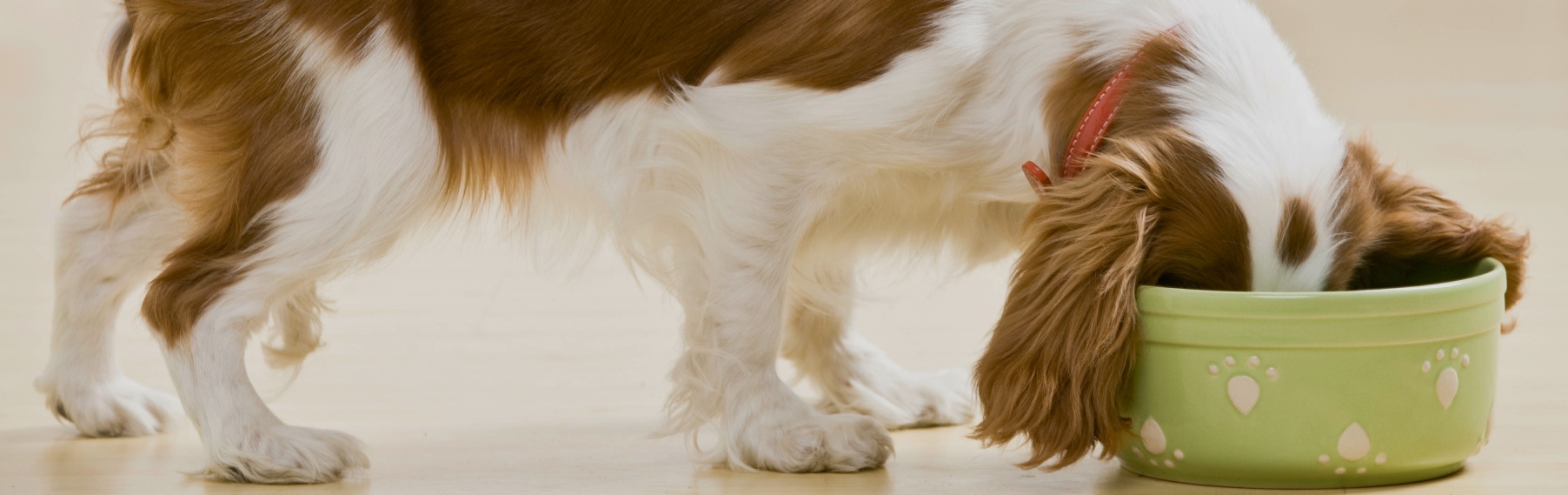 Pet Store Banner