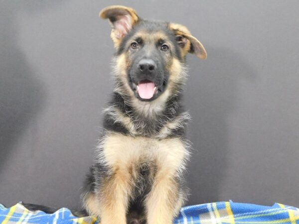 German Shepherd DOG Male Blk & Tn 33 Petland Charleston