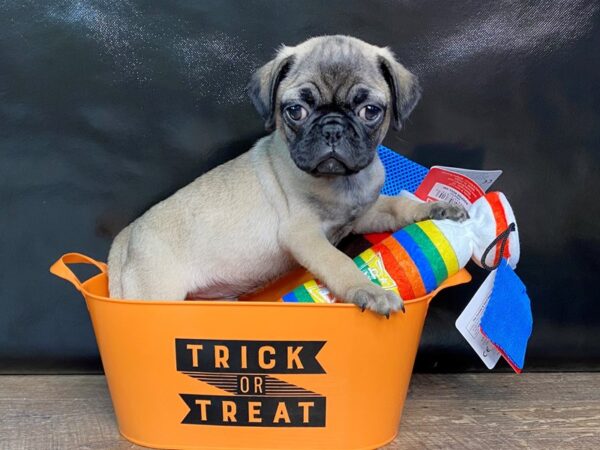 Pug DOG Male Fawn 2 Petland Charleston