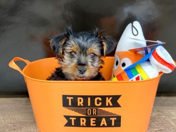 Yorkshire Terrier-DOG-Male-Black / Tan-6-Petland Charleston