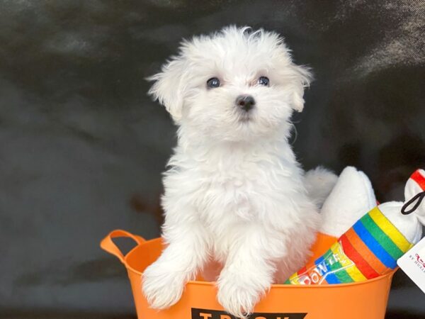 Maltese-DOG-Male-White-10-Petland Charleston