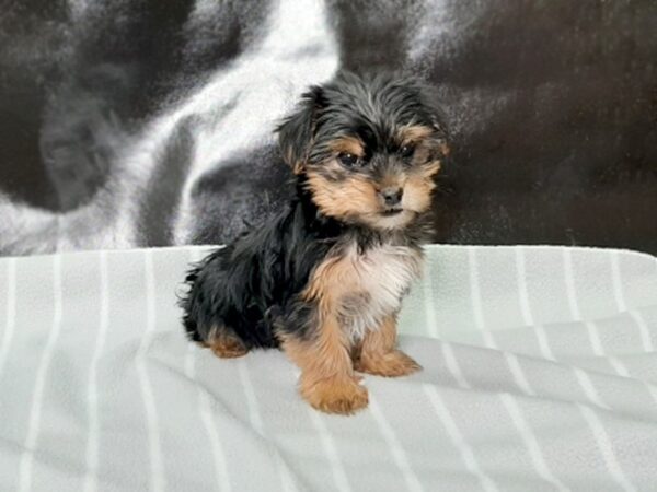 Yorkshire Terrier DOG Male BLK TAN 29 Petland Charleston