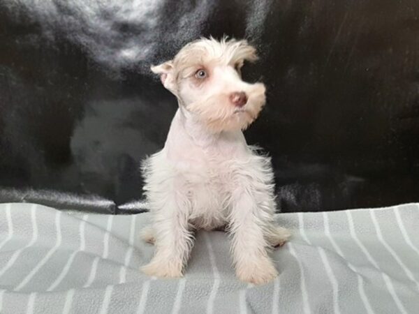 Miniature Schnauzer DOG Male LIVER MERLE WHITE 26 Petland Charleston