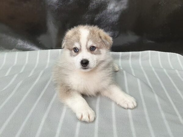 Huskimo-DOG-Male-SILVER WH-24-Petland Charleston