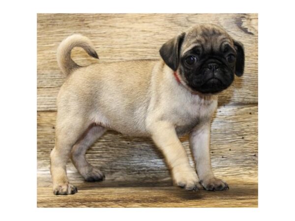 Pug DOG Female Fawn 41 Petland Charleston