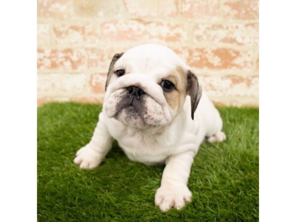 Bulldog DOG Female Fawn 47 Petland Charleston