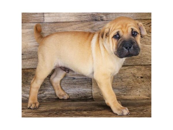 Chinese Shar-Pei DOG Male Red 51 Petland Charleston