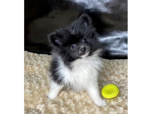 Pomeranian DOG Male Black / White 43 Petland Charleston