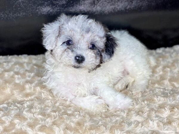 Poo Chon-DOG-Female-BLUE MERLE-65-Petland Charleston