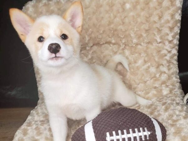 Shiba Inu DOG Male Cream 55 Petland Charleston