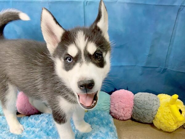 Siberian Husky DOG Male Black & White 66 Petland Charleston