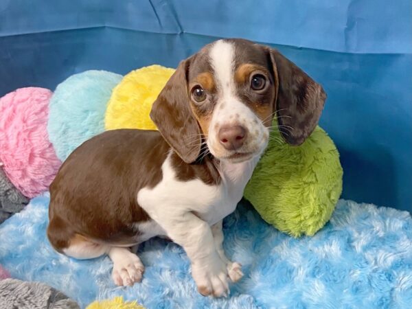 Dachshund-DOG-Female-Chocolate / Tan-46-Petland Charleston