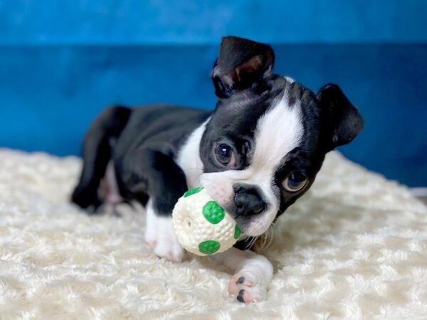 Boston Terrier DOG Male Black / White 52 Petland Charleston