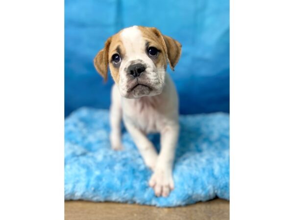 3/4 Bulldog DOG Female FAWN WHITE 80 Petland Charleston