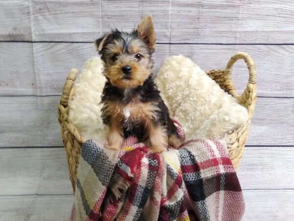 Yorkshire Terrier DOG Female Black / Tan 75 Petland Charleston