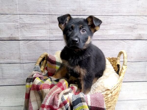 German Shepherd Dog DOG Male Black / Tan 98 Petland Charleston