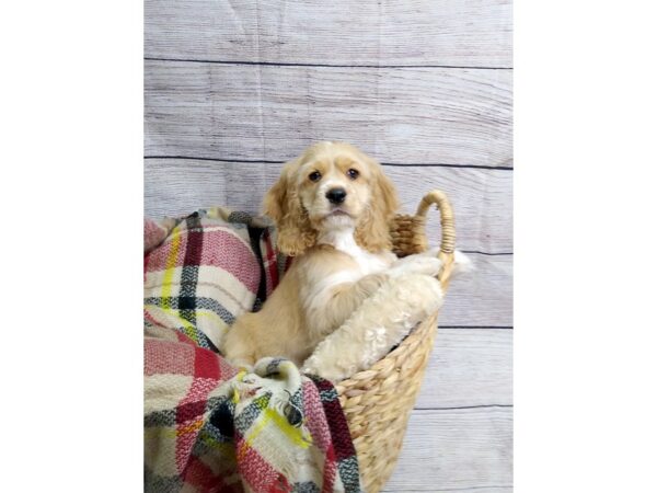 Cocker Spaniel-DOG-Male-BUFF-92-Petland Charleston