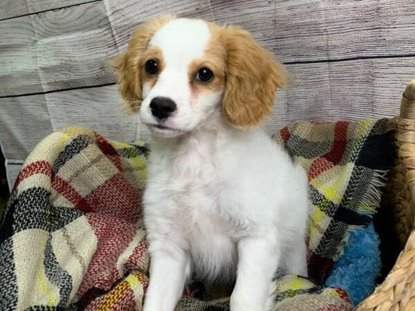 Cava Poo-DOG-Male-RED WHITE-69-Petland Charleston