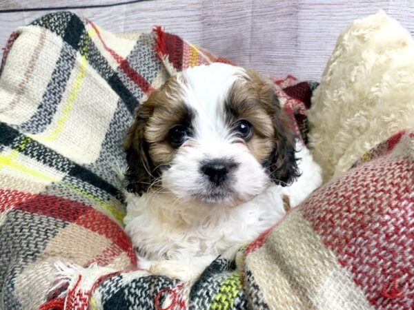 Shihtzu Cavalier DOG Male brown white 112 Petland Charleston