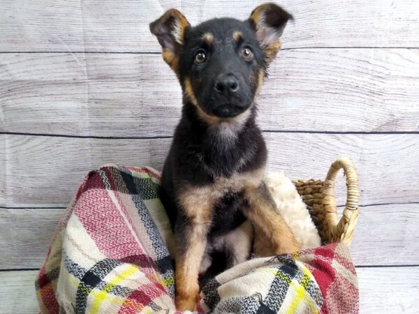 German Shepherd Dog DOG Female Black / Tan 110 Petland Charleston