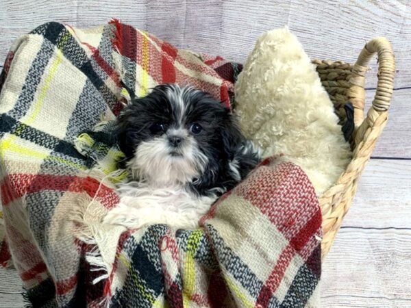 Shih Tzu DOG Female Black / White 107 Petland Charleston