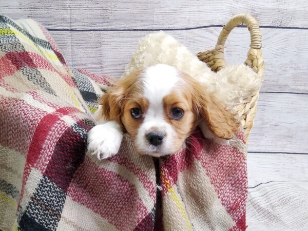 Cavalier King Charles Spaniel-DOG-Male-Blenheim-106-Petland Charleston