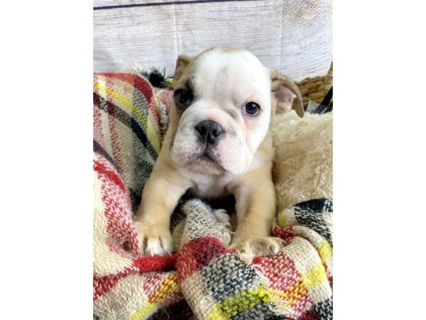 Bulldog-DOG-Male-Fawn-116-Petland Charleston