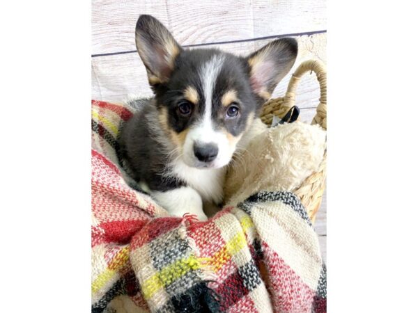 Pembroke Welsh Corgi-DOG-Male-Black Tan / White-117-Petland Charleston