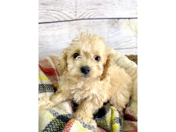 CavaPooChon DOG Female LIGHT RED 128 Petland Charleston