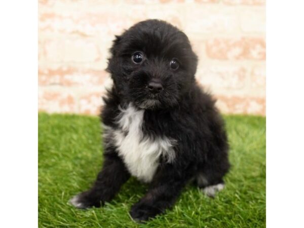 Aussiepoo DOG Female Black 133 Petland Charleston