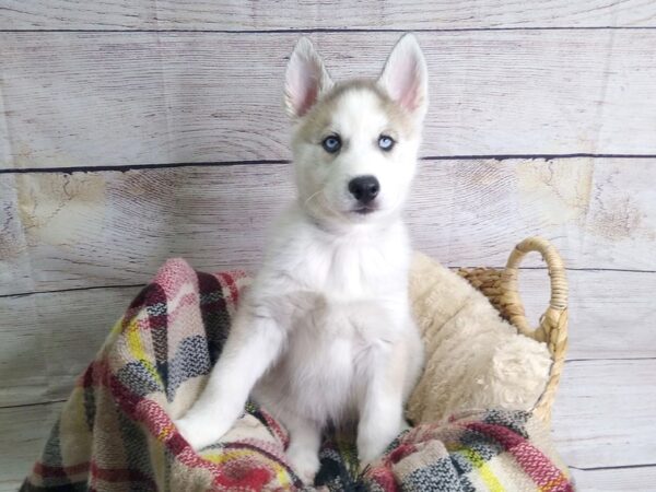 Siberian Husky-DOG-Male-Gray / White-130-Petland Charleston