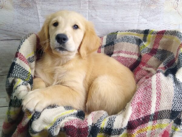 Golden Retriever DOG Female Golden 122 Petland Charleston