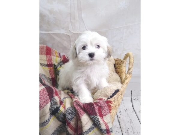 Shih Tzu/Maltese-DOG-Female-White / Brown-153-Petland Charleston