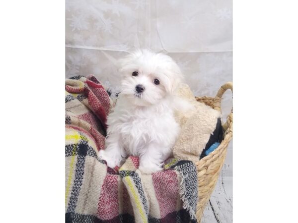 Maltese DOG Male White 146 Petland Charleston