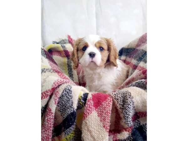 Cavalier King Charles Spaniel-DOG-Male-bliemhiem-159-Petland Charleston