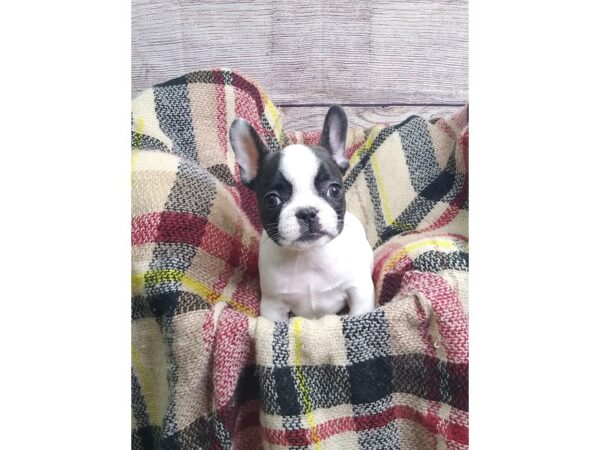 French Bulldog-DOG-Female-black and white-175-Petland Charleston