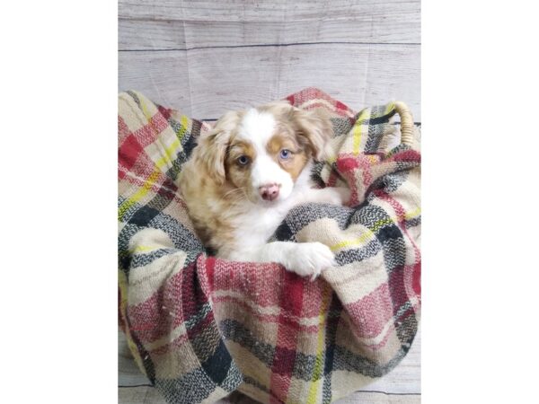 Miniature Australian Shepherd DOG Female Red Merle 185 Petland Charleston