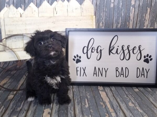 Havanese/Lhasa Apso-DOG-Female-Black-201-Petland Charleston