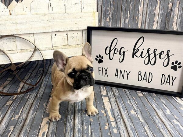 French Bulldog-DOG-Male-sable blk/mask-203-Petland Charleston