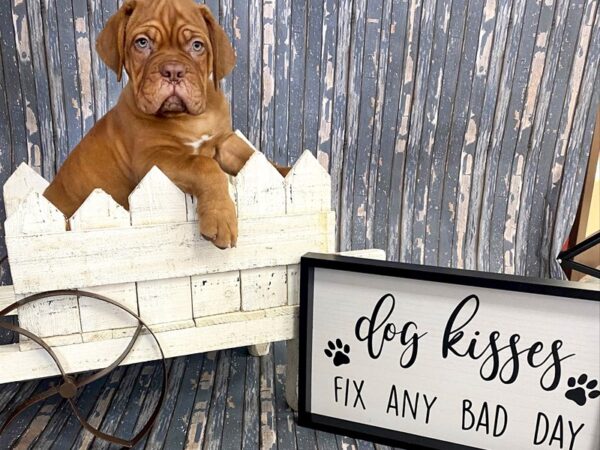 Dogue De Bordeaux-DOG-Male-Red-199-Petland Charleston