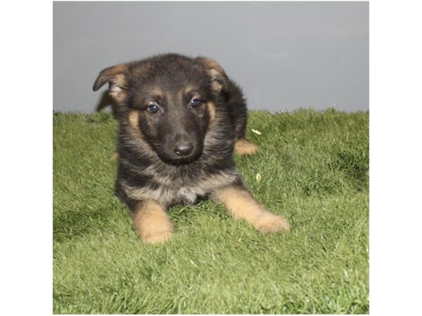 German Shepherd Dog DOG Male Black / Tan 212 Petland Charleston