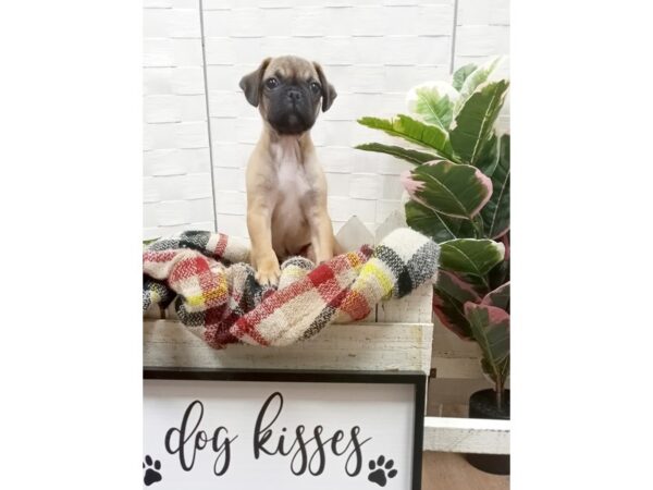 Puggle-DOG-Male-FAWN-227-Petland Charleston