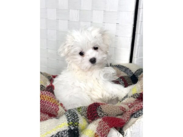 Maltese DOG Female White 229 Petland Charleston