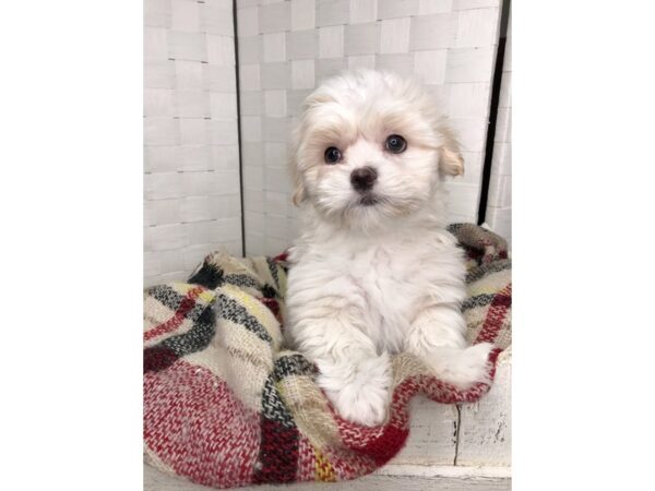 Teddy Bear DOG Male BRN WH 238 Petland Charleston