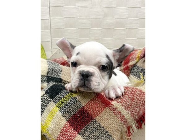 French Bulldog DOG Female Black 244 Petland Charleston