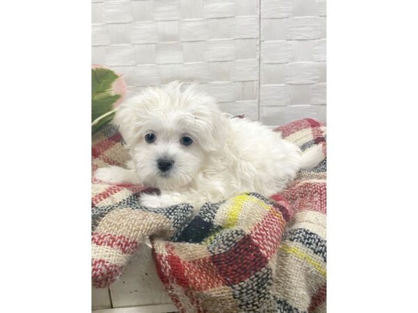 Maltese DOG Male White 260 Petland Charleston