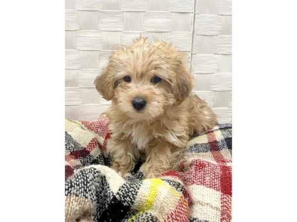 Poodle/Yorkie DOG Male Chocolate 259 Petland Charleston